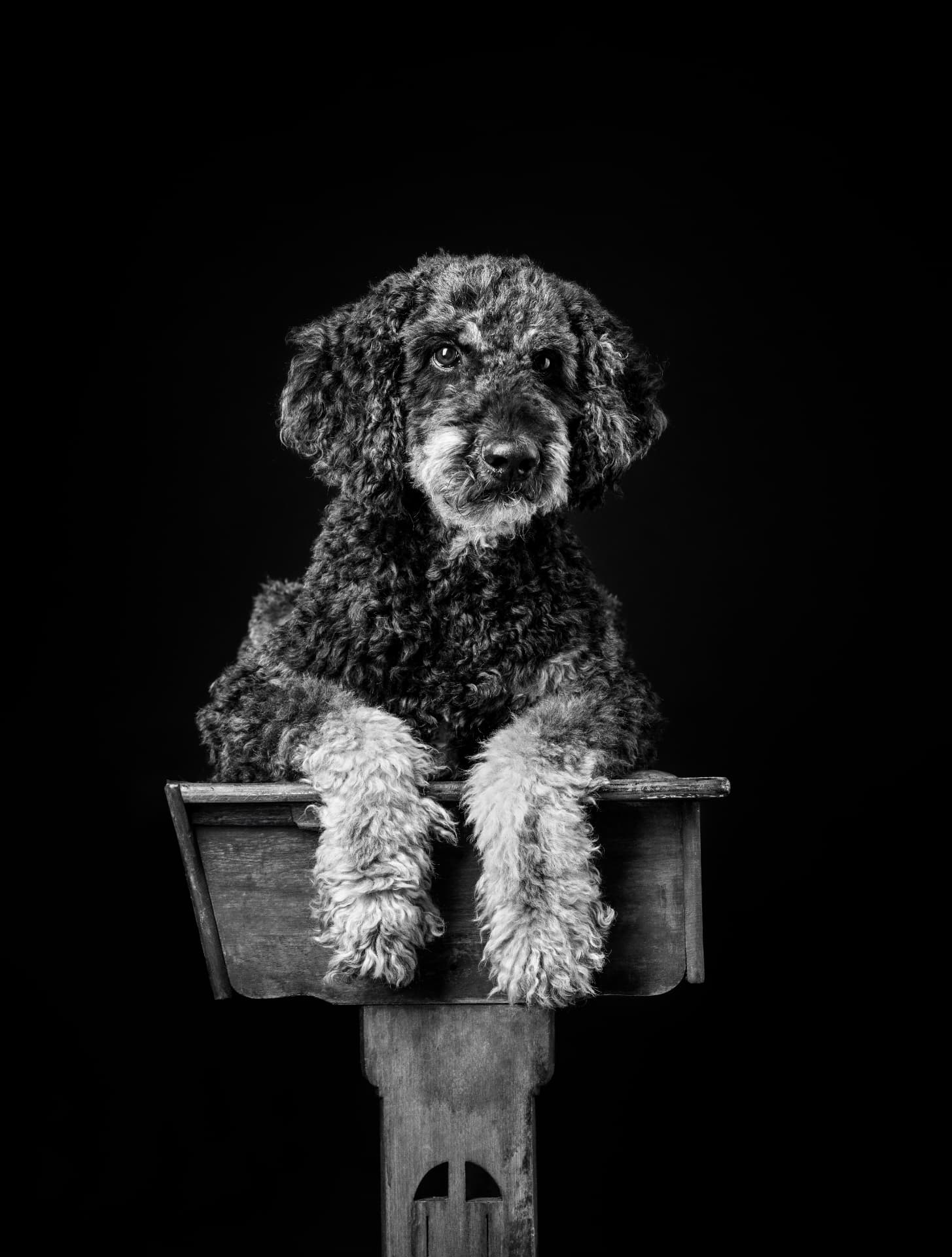 Portrait von Chester